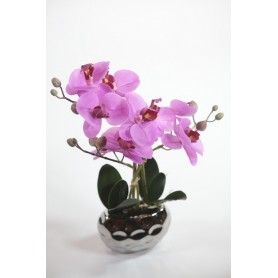 Orquídea da Felicidade